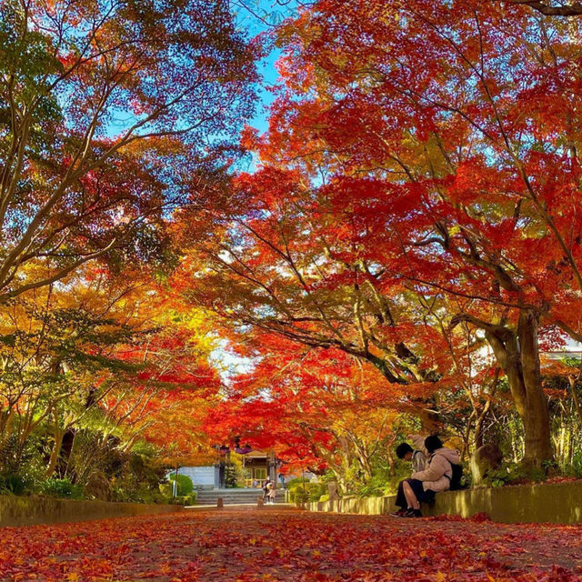 【山口観光】紅葉の季節はこちらがおすすめ