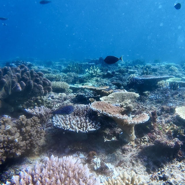 🦈 Shark Diving Experience in Fiji 🇫🇯 