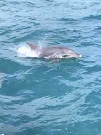 【天草観光】イルカに会える可能性90%以上🐬天草イルカウォッチング🐬