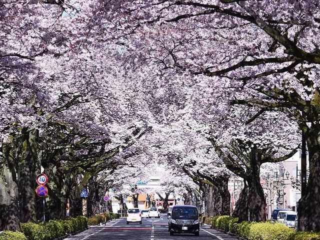 茨城縣日立市櫻花