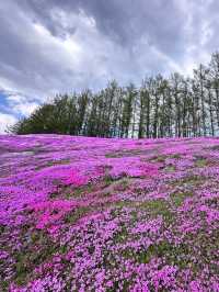 北海道最推薦的芝櫻公園💐