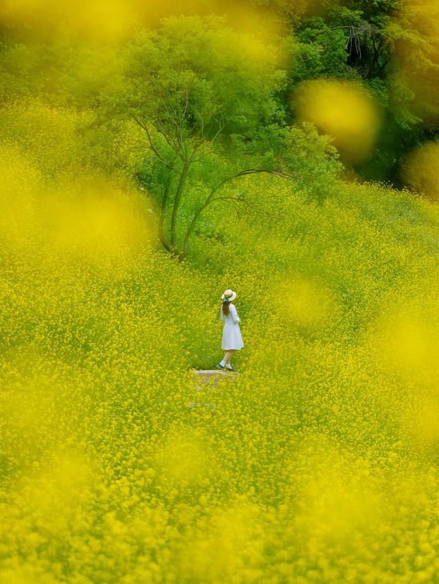 노랑가득 힐링가득 추정리유채꽃축제 사진남기는팁💛🌼