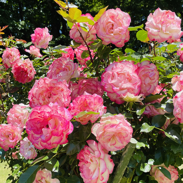 【長野県/高遠　約270種類のバラが咲く丘の上のローズガーデン🌹】