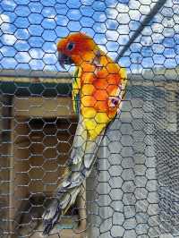 Ballarat Bird World