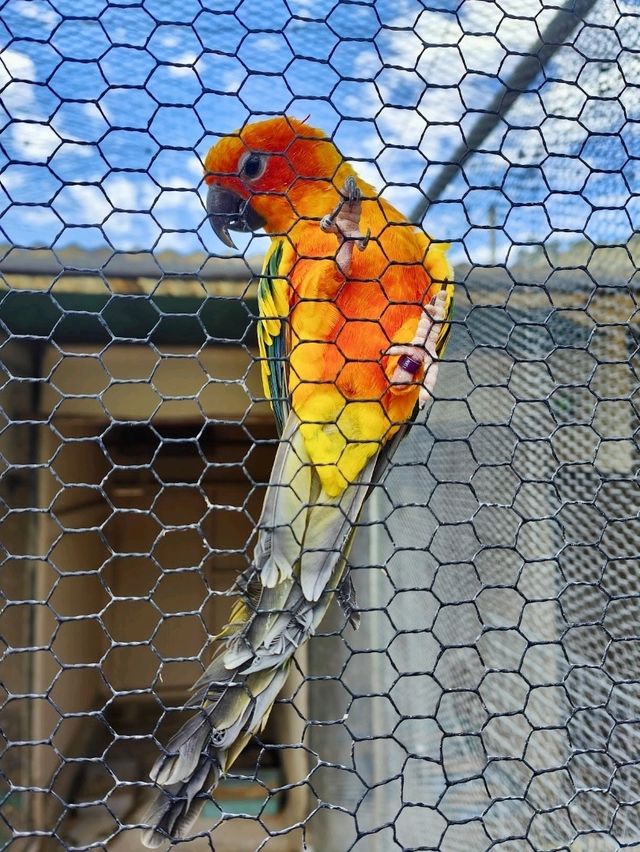 Ballarat Bird World