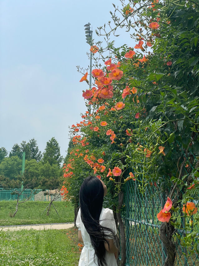 ✨실시간✨ 한 곳에 능소화 스팟이 두곳이나 있는 장소🧡