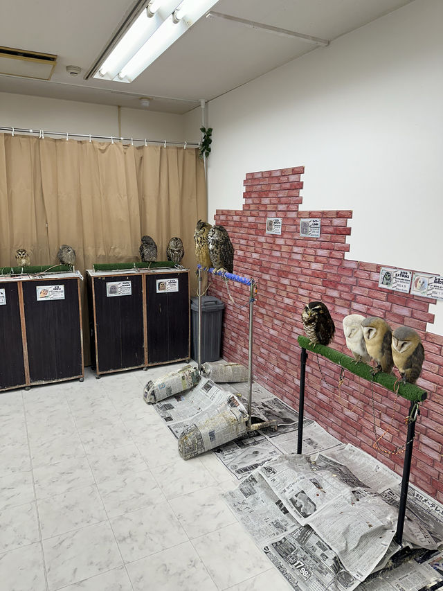 新宿貓頭鷹咖啡廳🦉，超過10隻貓頭鷹🦉等你來！