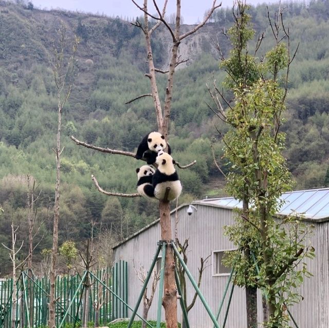 臥龍中華大熊貓苑神樹坪基地