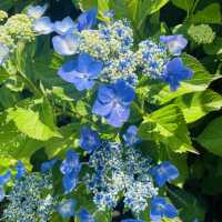 【長野県/岡谷市　色鮮やかな紫陽花が一面に広がる先には諏訪湖が見える絶景スポット✨】