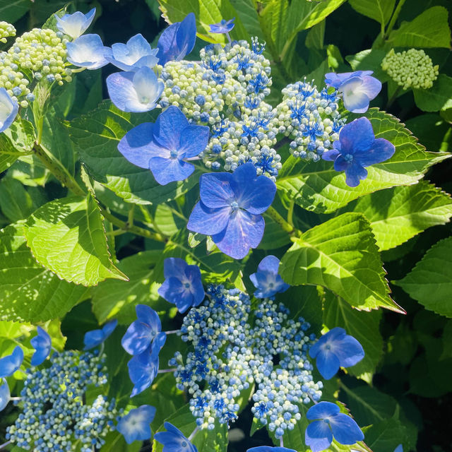 【長野県/岡谷市　色鮮やかな紫陽花が一面に広がる先には諏訪湖が見える絶景スポット✨】