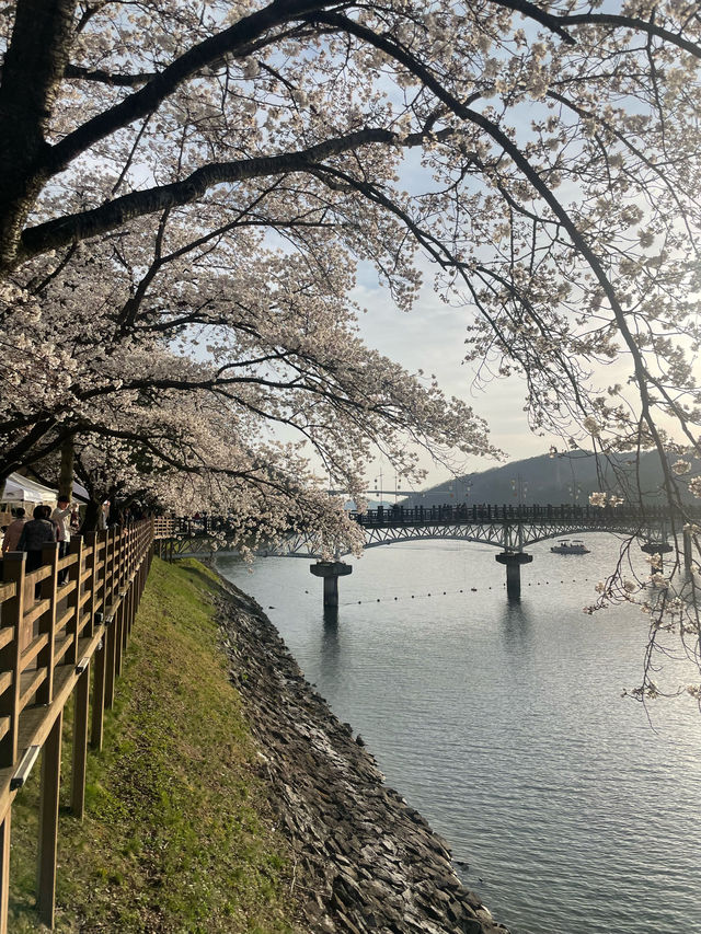 벚꽃맛집 안동 월영교🌸🌙