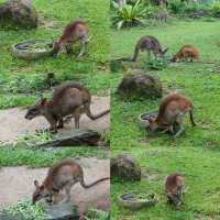 🦦🦧🦍🐟🐗新加坡奇妙野生動物園🦒🦘🐘🦚🐿️