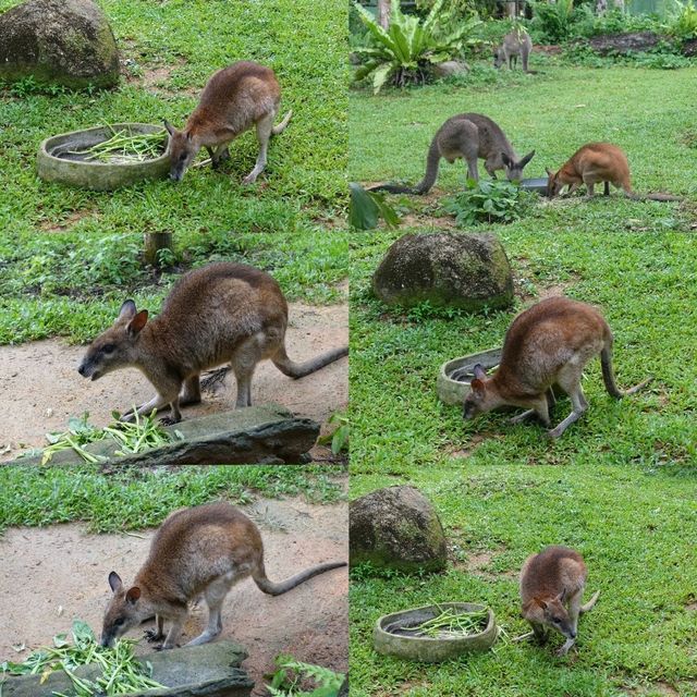 🦦🦧🦍🐟🐗新加坡奇妙野生動物園🦒🦘🐘🦚🐿️