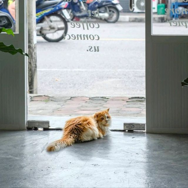 My Dream Slowbar คาเฟ่ ประจวบคีรีขันธ์