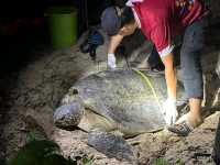 Selingan Turtle Island