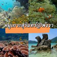 ดำน้ำดูปะการัง หมู่เกาะสุรินทร์@พังงา