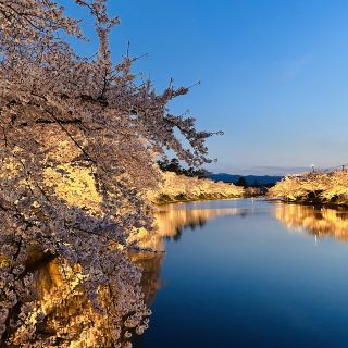 Blossom in Hirosaki 