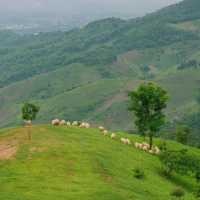 น่ารักเกินต้าน! Akha Farmville  🐑🌳