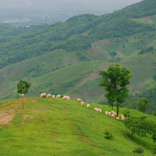 น่ารักเกินต้าน! Akha Farmville  🐑🌳