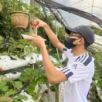 🇲🇾 Brinchang, Cameron Highlands : 2D1N Escape