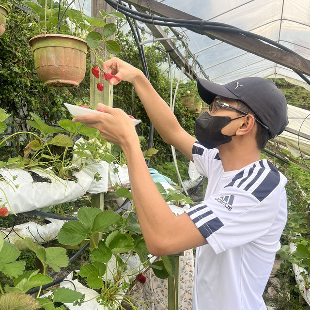 🇲🇾 Brinchang, Cameron Highlands : 2D1N Escape