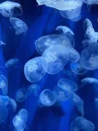【神戸】須磨シーで海の生き物に癒されてほしい