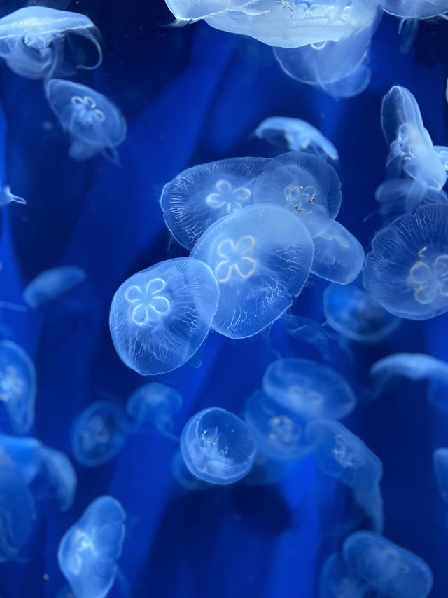 【神戸】須磨シーで海の生き物に癒されてほしい