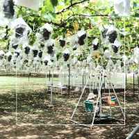 【埼玉】所沢で人気のぶどう狩りスポット🍇「所沢ぶどう園」