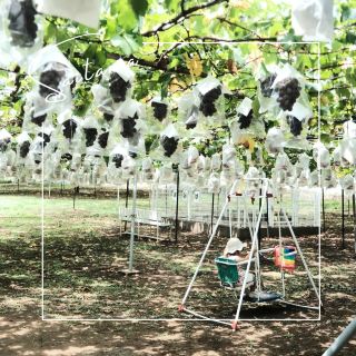【埼玉】所澤人氣採葡萄景點「所澤葡萄園」