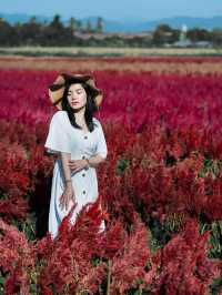 I Love Flower Farm สวนดอกไม้เชียงใหม่