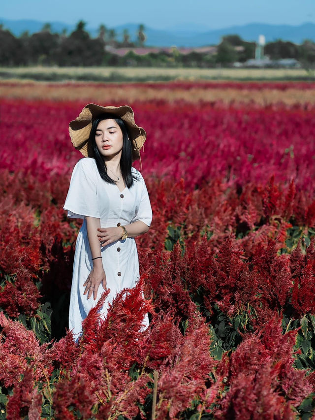 I Love Flower Farm สวนดอกไม้เชียงใหม่