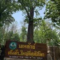 ต้นมเหสักข์