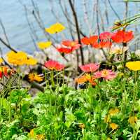 Blossoming Beauty in Montreux: A Lakeside Symphony