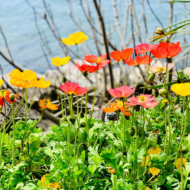 Blossoming Beauty in Montreux: A Lakeside Symphony