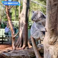 澳洲雪梨-野生動物園與無尾熊合照：Featherdale野生動物園