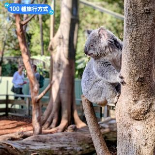 澳洲雪梨-野生動物園與無尾熊合照：Featherdale野生動物園