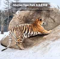 📍 Siberia Tiger Park 黑龙江·哈尔滨|东北虎林园  สถานที่ท่องเที่