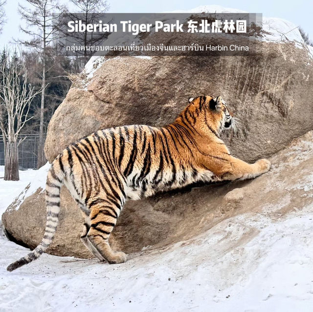 📍 Siberia Tiger Park 黑龙江·哈尔滨|东北虎林园  สถานที่ท่องเที่