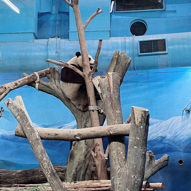 【台湾】充分な広さにびっくり台北動物園🐱