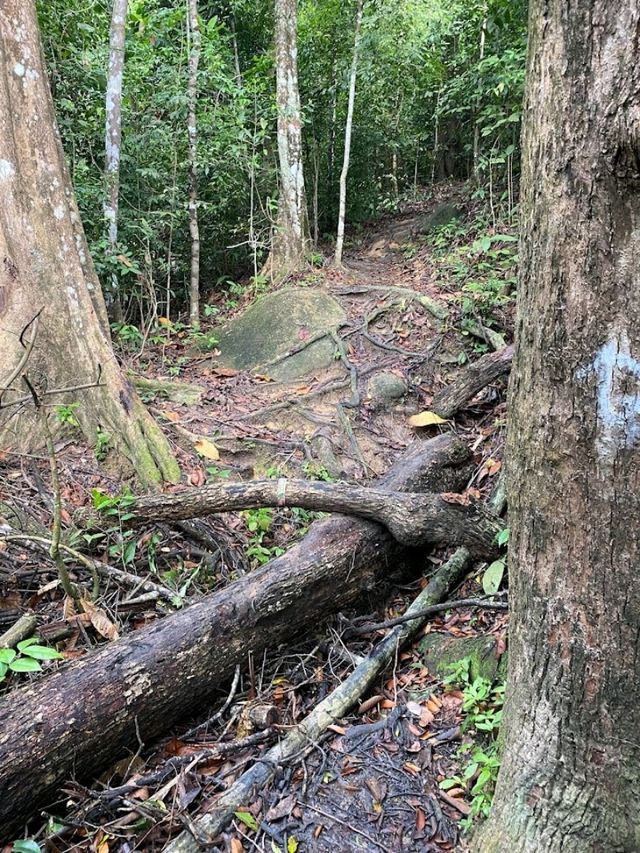 Cherok Tokun Nature Park (National Forest)