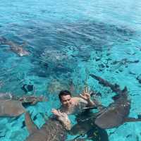 #ดูฉลามที่มัลดีฟส์ #ว่ายน้ำกับฉลาม #ม้ลดีฟส์🏝️💦