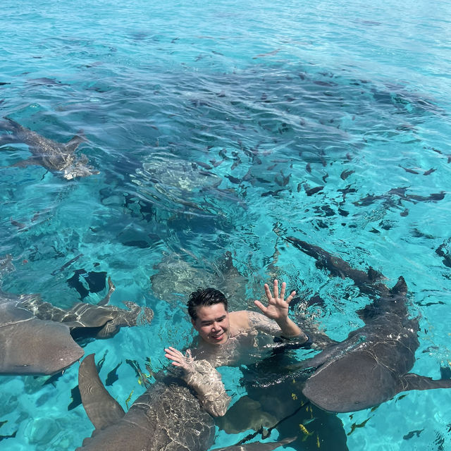 #ดูฉลามที่มัลดีฟส์ #ว่ายน้ำกับฉลาม #ม้ลดีฟส์🏝️💦