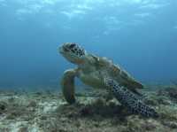 【宮古島】宮古ブルーの海でウミガメを探そう！🐢