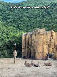 ชมสวนสัตว์ wildlife zone ที่ Vinwonders Nhatrang 🐂