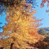 "Autumn Splendor at Kokonoe Yume Otsuribashi"