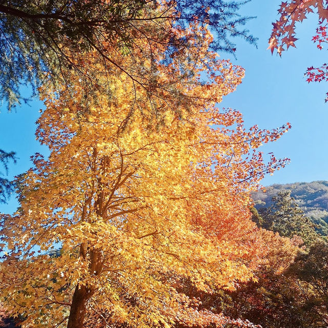 "Autumn Splendor at Kokonoe Yume Otsuribashi"