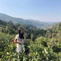 ไร่ชาลุงเดช เชียงใหม่ 🌱