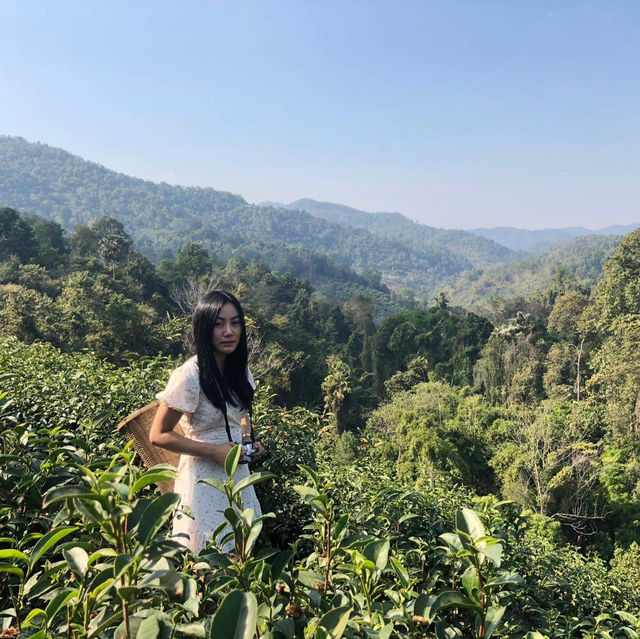 ไร่ชาลุงเดช เชียงใหม่ 🌱