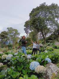Spring Garden Kundasang, Beautiful floral and landscape