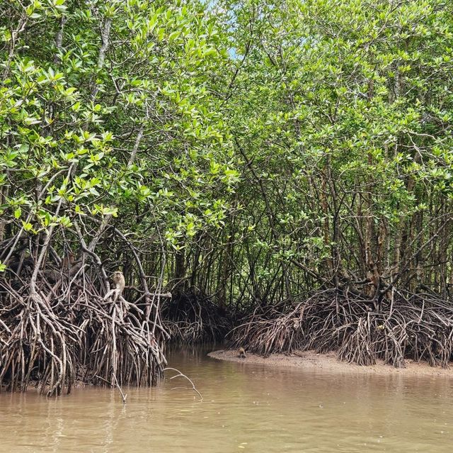 A wander to nature, Mangrove River at Kilim Geoforest Park